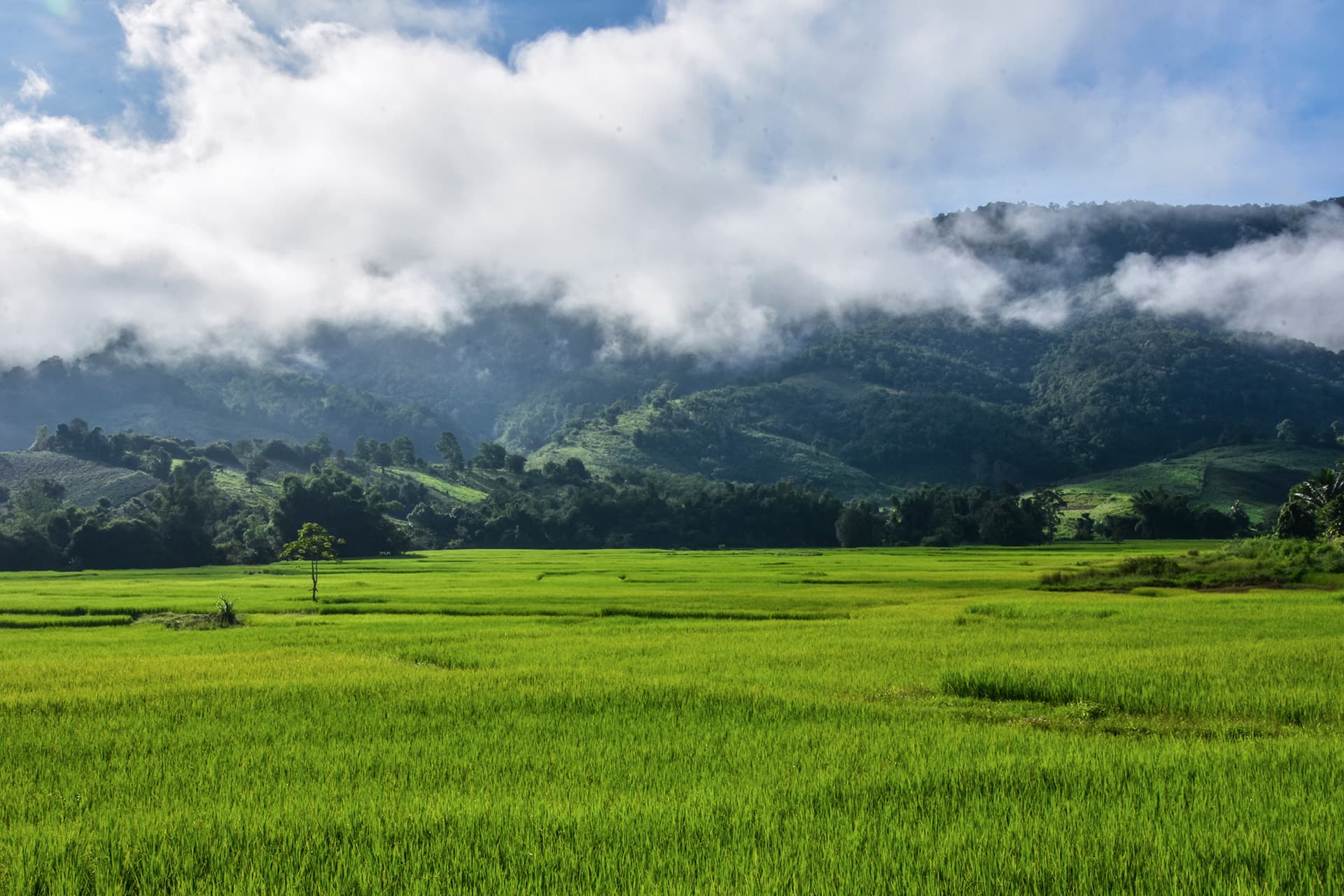 Sulawesi: immersion en pays Toraja