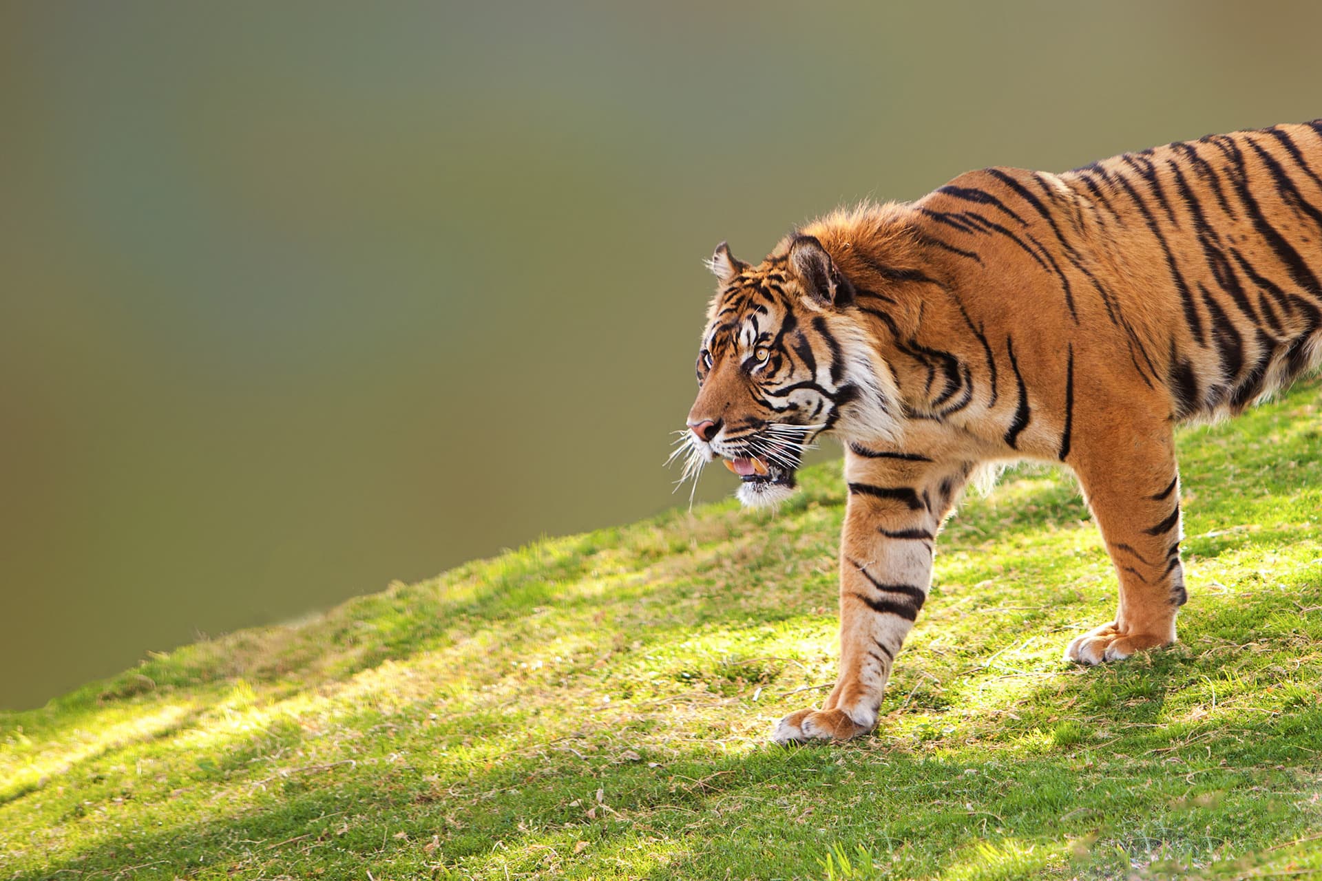 Auf den Spuren des Sumatra-Tigers