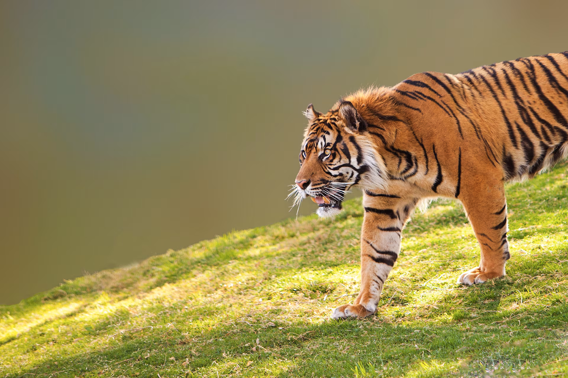 Auf den Spuren des Sumatra-Tigers