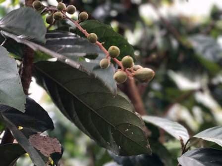 Die Kaffeeplantagen von Mondulkiri