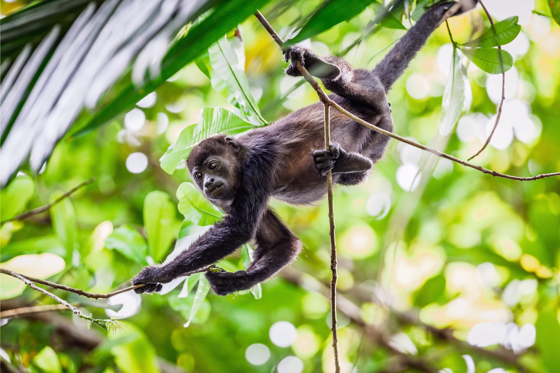 Familienreise in Panama: zwischen Tieren, Begegnungen und Natur