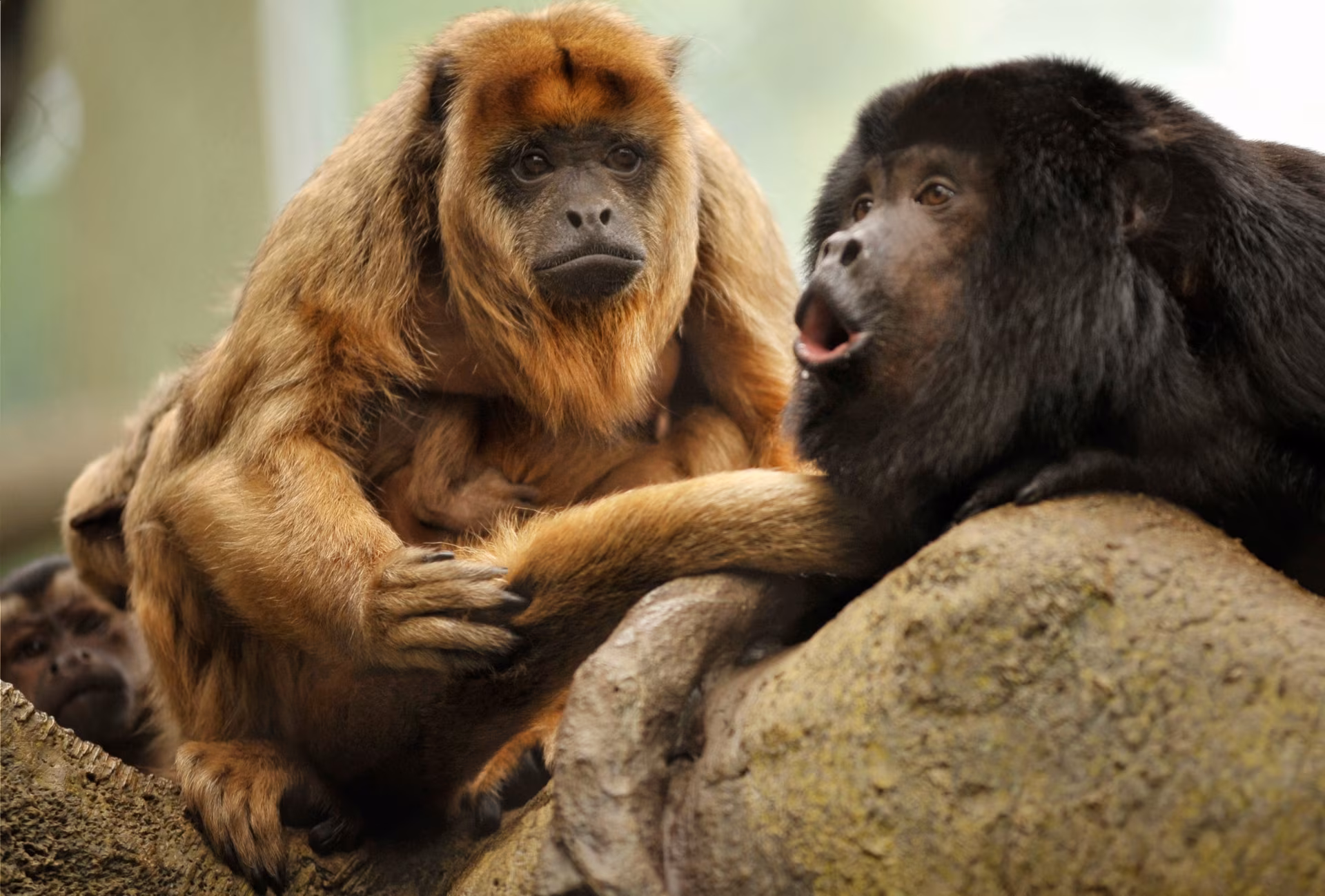 Auf den Spuren der belizischen Fauna