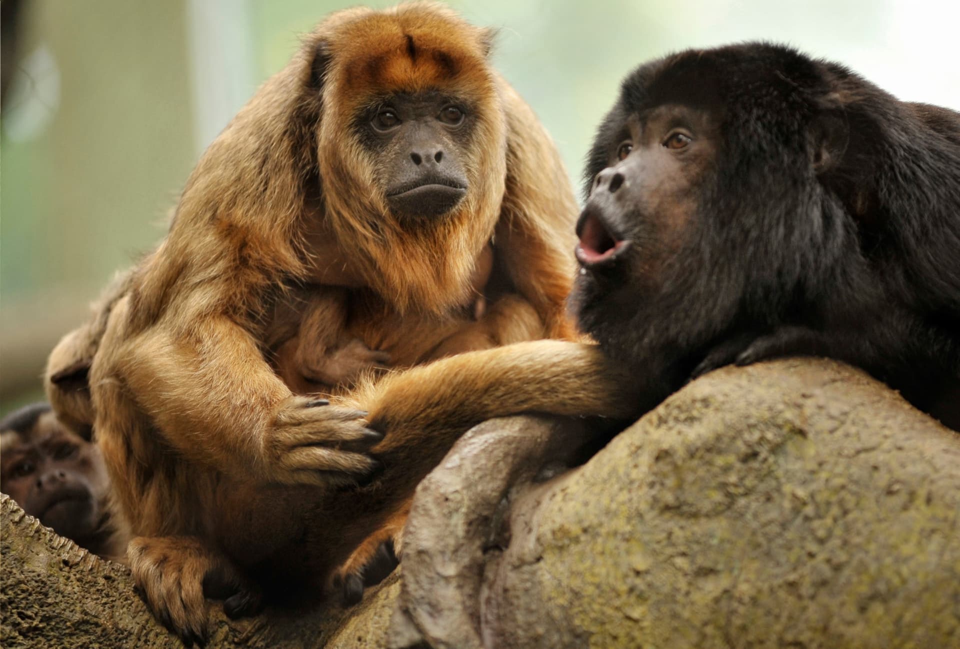 Auf den Spuren der belizischen Fauna