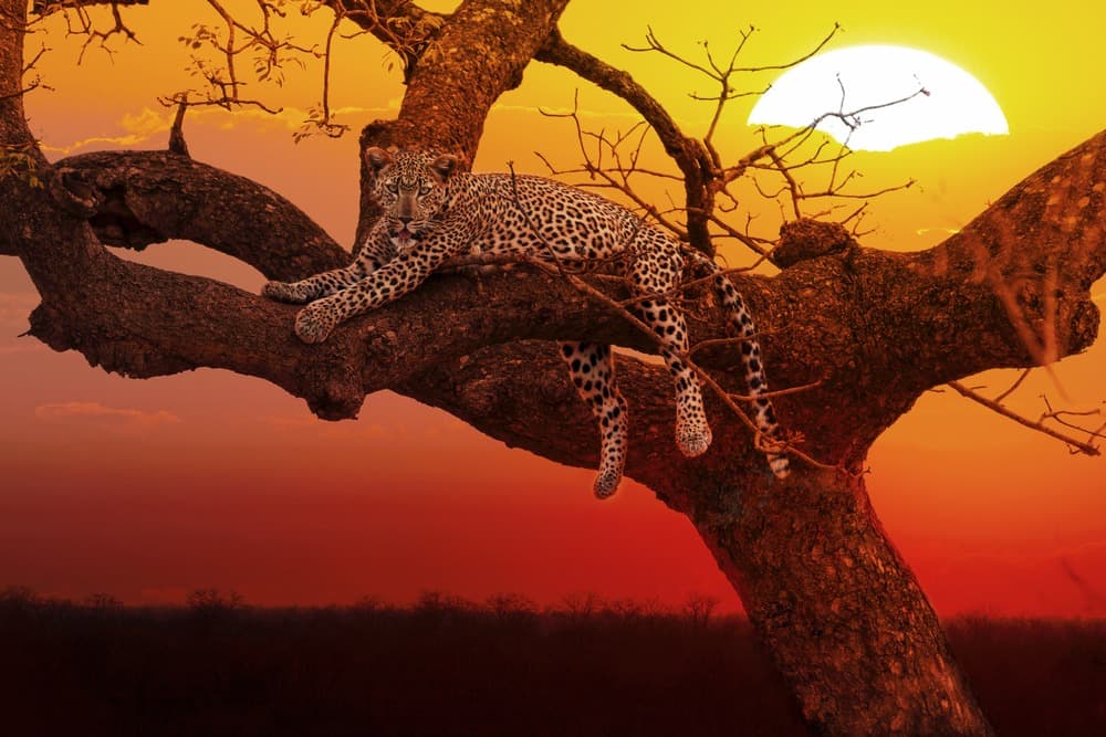 Entre Terre Sauvage et Océan : Un Voyage à Travers l'Afrique Australe