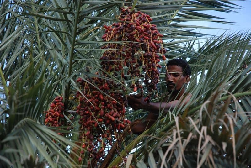 La Guetna, la fête des fruits du désert