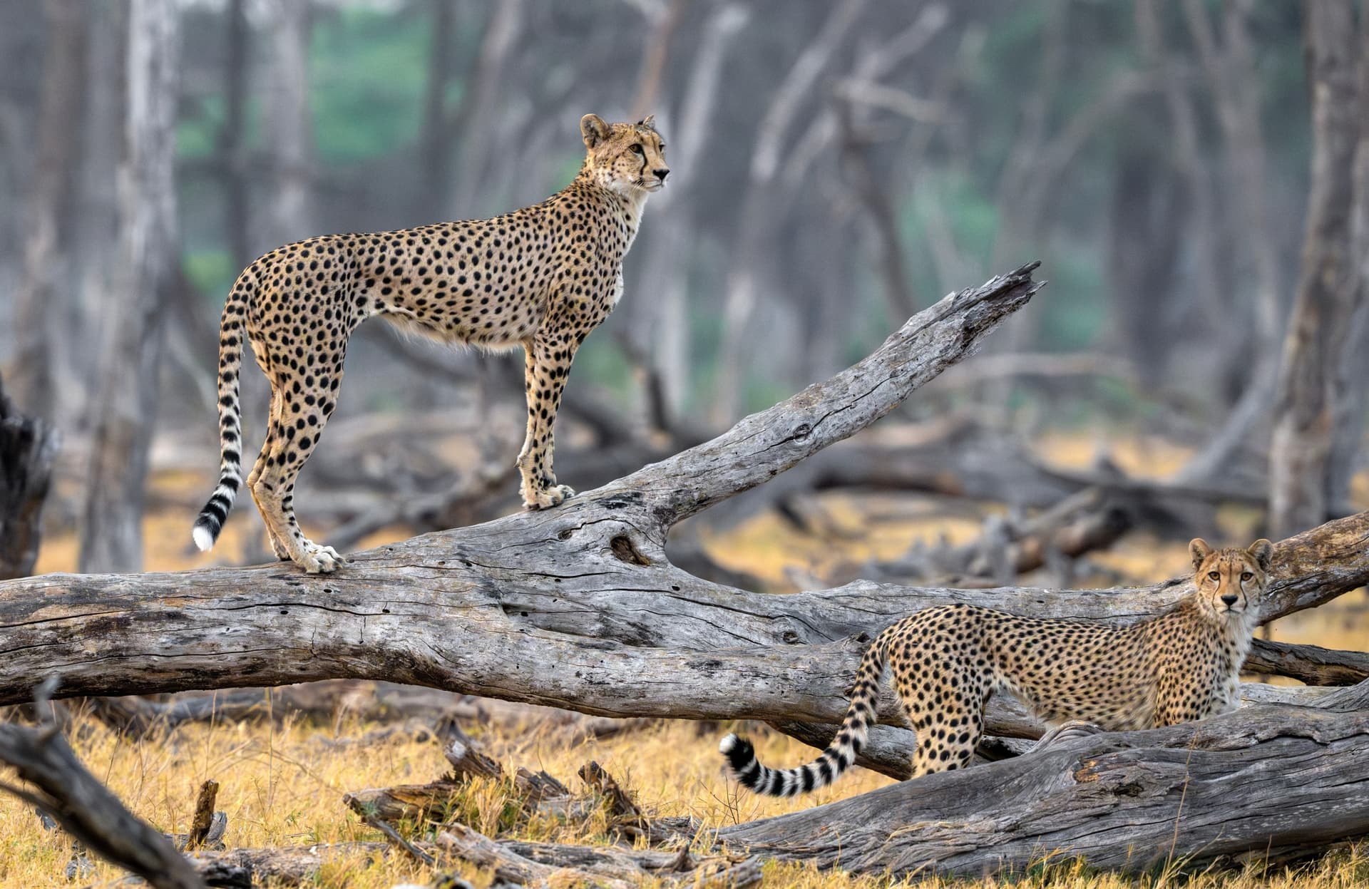 Jour 14