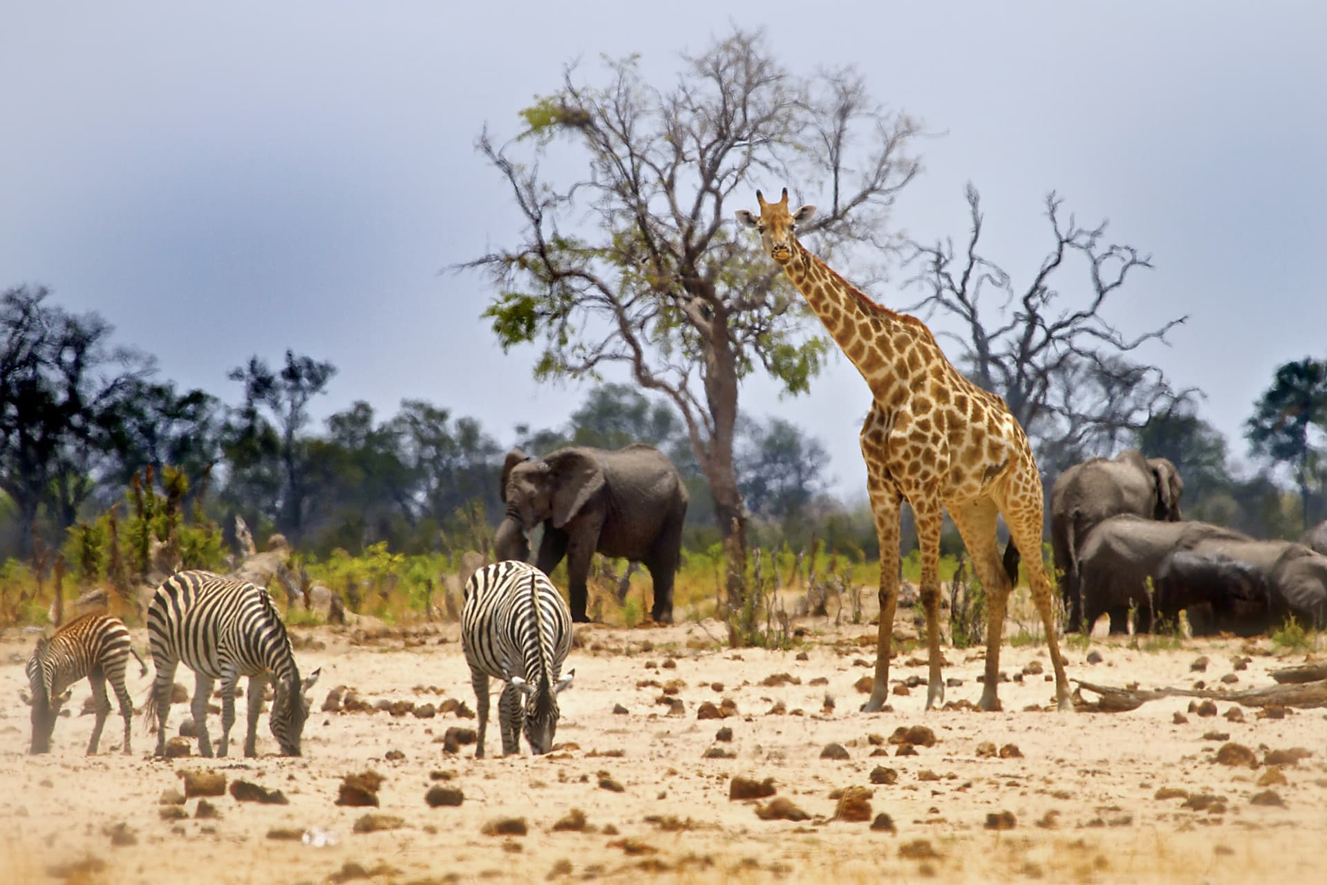 Zimbabwe als Familienreise: Natur, Safaris und kulturelle Entdeckungen