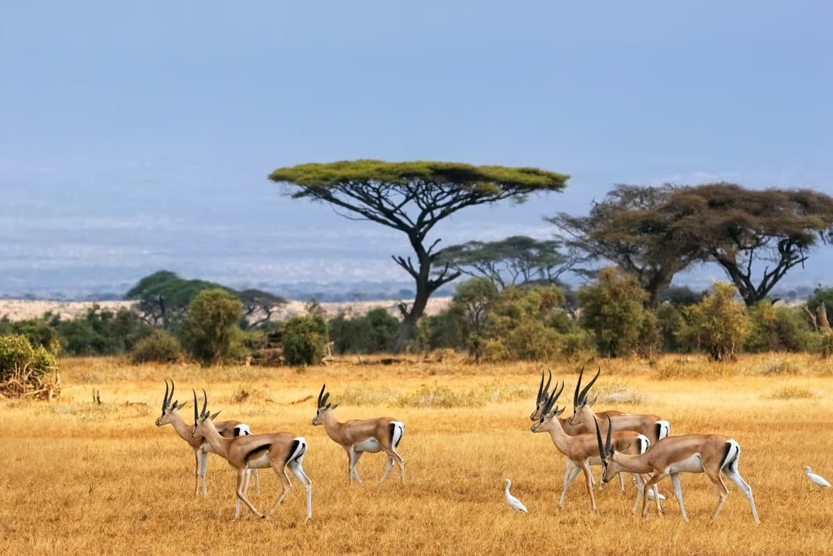 Safari und Erholung an der kenianischen Küste