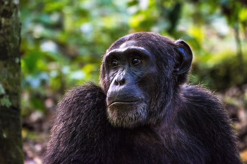 Aventure en Ouganda et Rwanda : safaris, primates et grands lacs