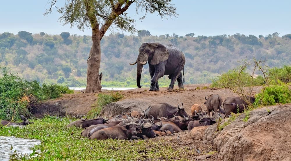 Ouganda - Rwanda : Safari dans l'Afrique des Grands Lacs