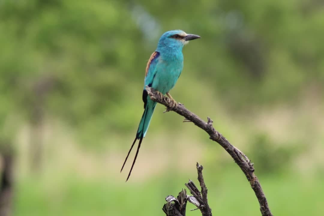 Écosystèmes et ornithologie