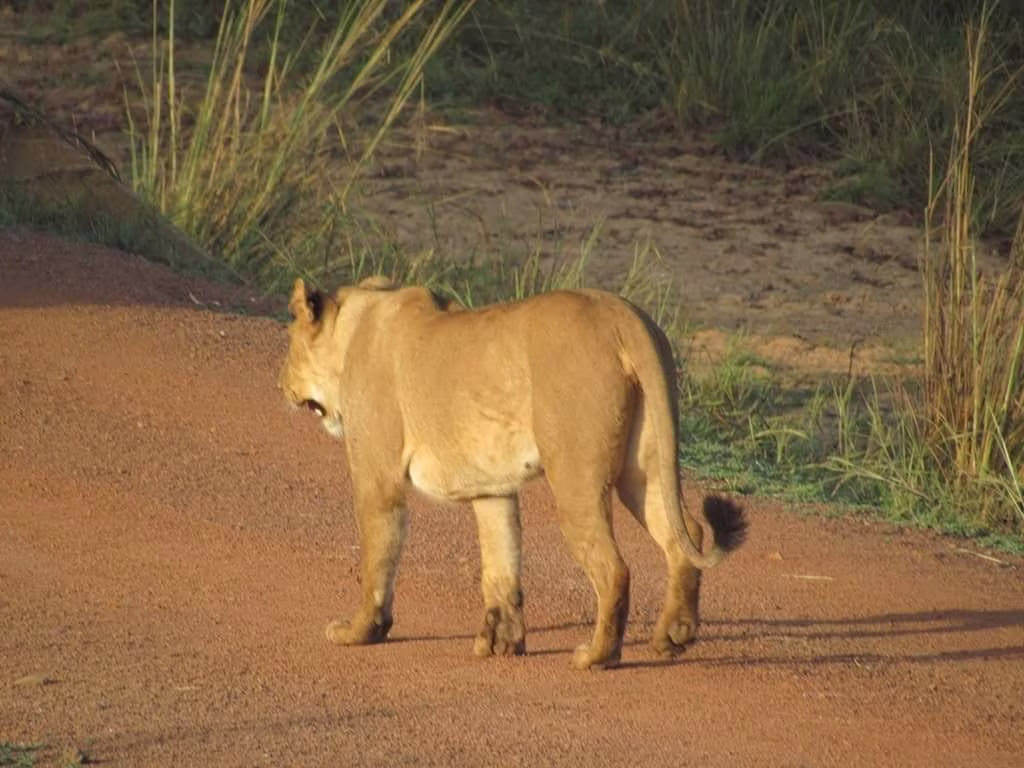 Ein Safari in all seinen Facetten