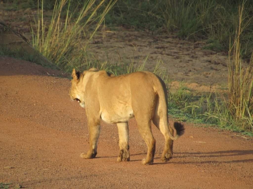 Un Safari dans tous ses états